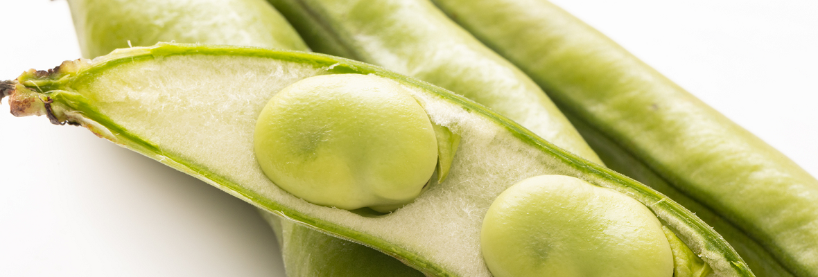 そら豆ってどんな豆? 特徴や上手に保存する方法を知ろう